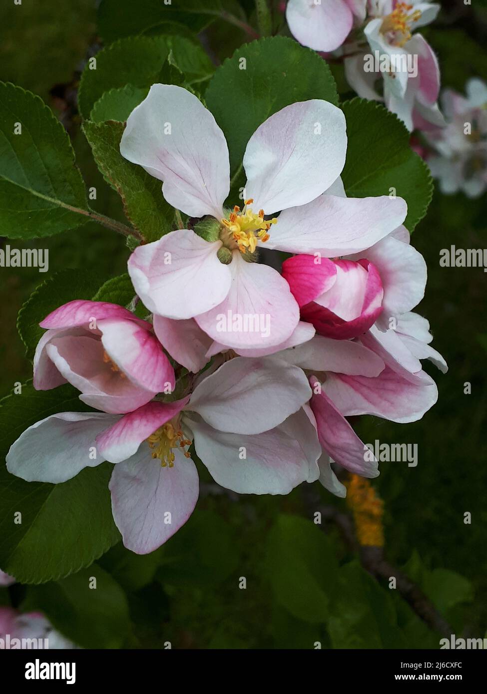 Apfelblüte auf einem Zwergapfelbaum der Sorte James Grieve, der ein früher und schmackhafter eßender oder kochender Apfel ist Stockfoto Apfelblüte auf einem Zwergapfelbaum der Sorte James Grieve, der ein früher und schmackhafter eßender oder kochender Apfel ist Stockfoto
