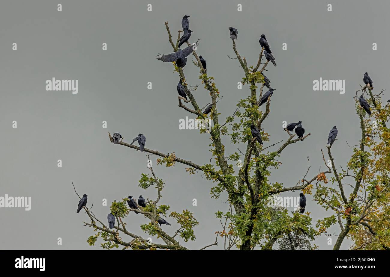 Große Gruppe von Raben, Corvus corax, in Eichen um ein Gebiet, in dem Nahrung zur Verfügung steht. Siebenbürgen, Rumänien. Stockfoto