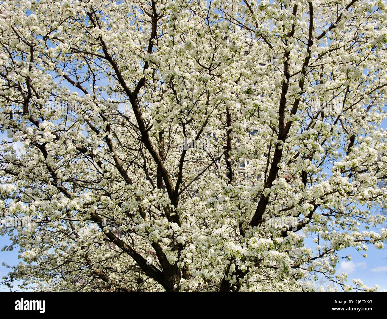 Großer Baum in voller weißer Blüte, der im April ein Gebäude in Lakewood Ohio versteckt Stockfoto
