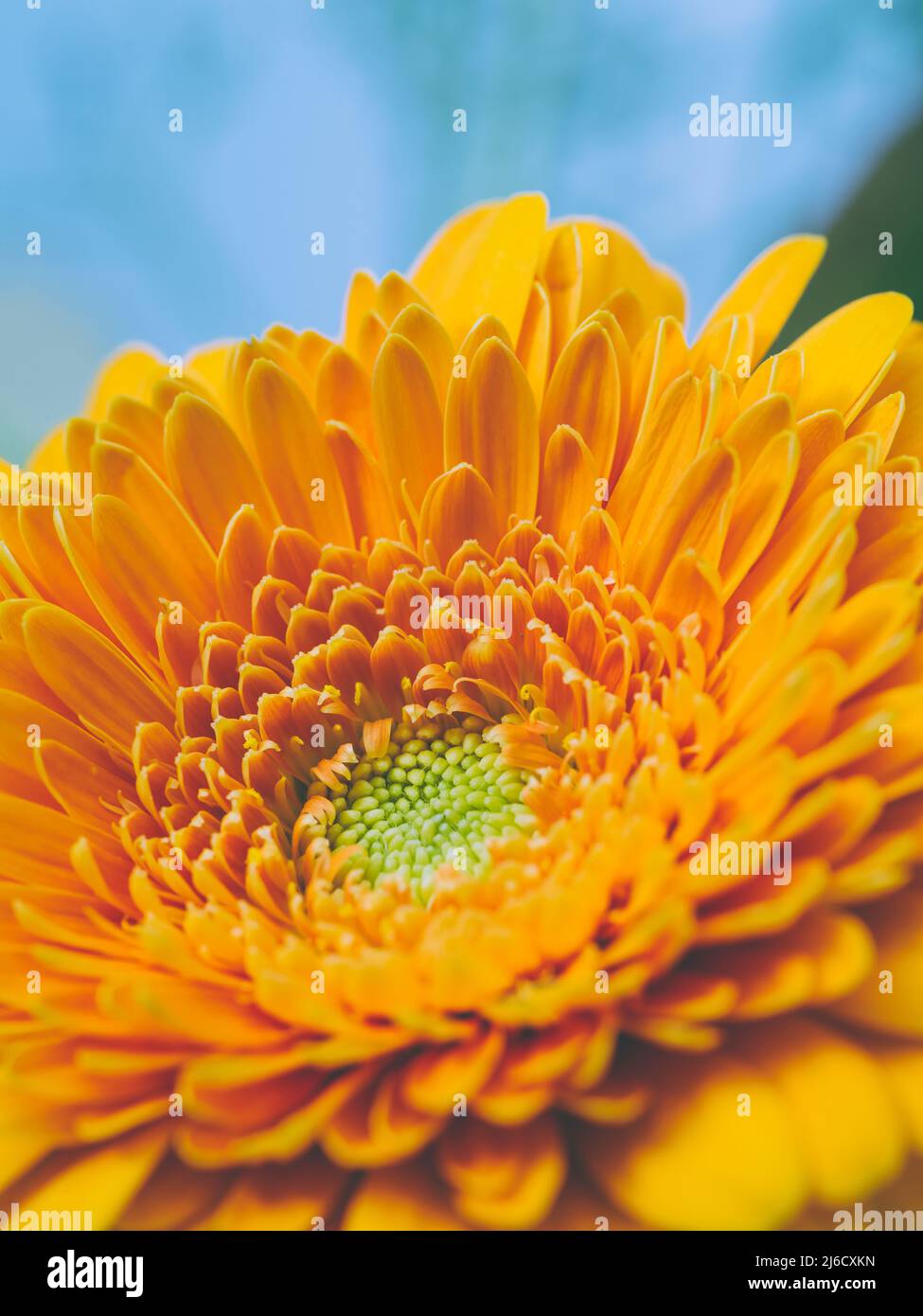 Makroaufnahme einer orangefarbenen Gerbera-Blume mit geringer Schärfentiefe. Stockfoto