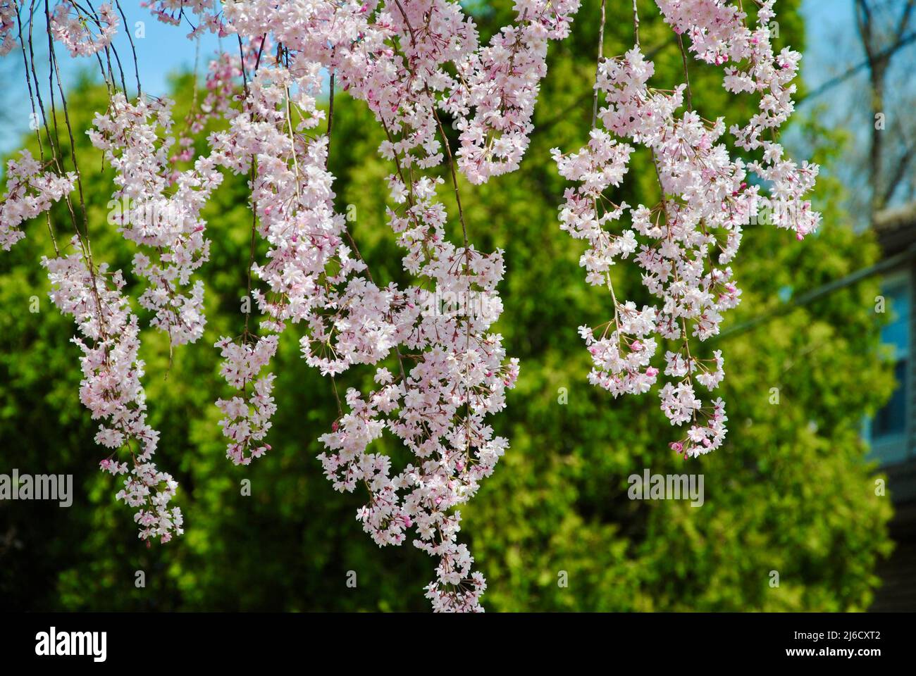Blühender Baum im April in Lakewood, Ohio Stockfoto