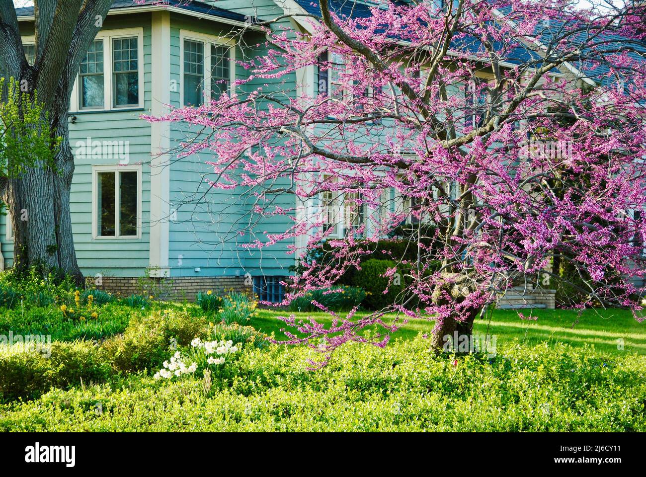 Dekorativer lila Baum im Vorgarten des hellgrünen Hauses Stockfoto
