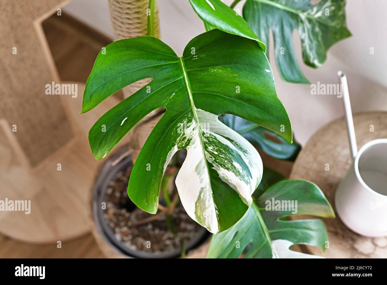 Monstera variegata Fotos und Bildmaterial in hoher Auflösung Alamy