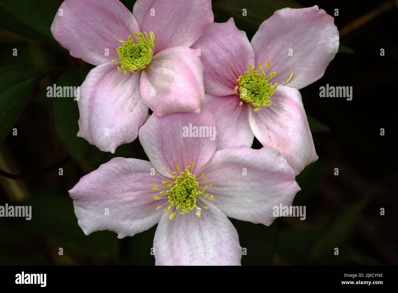 Clematis Blumen (montana Rubens) Stockfoto