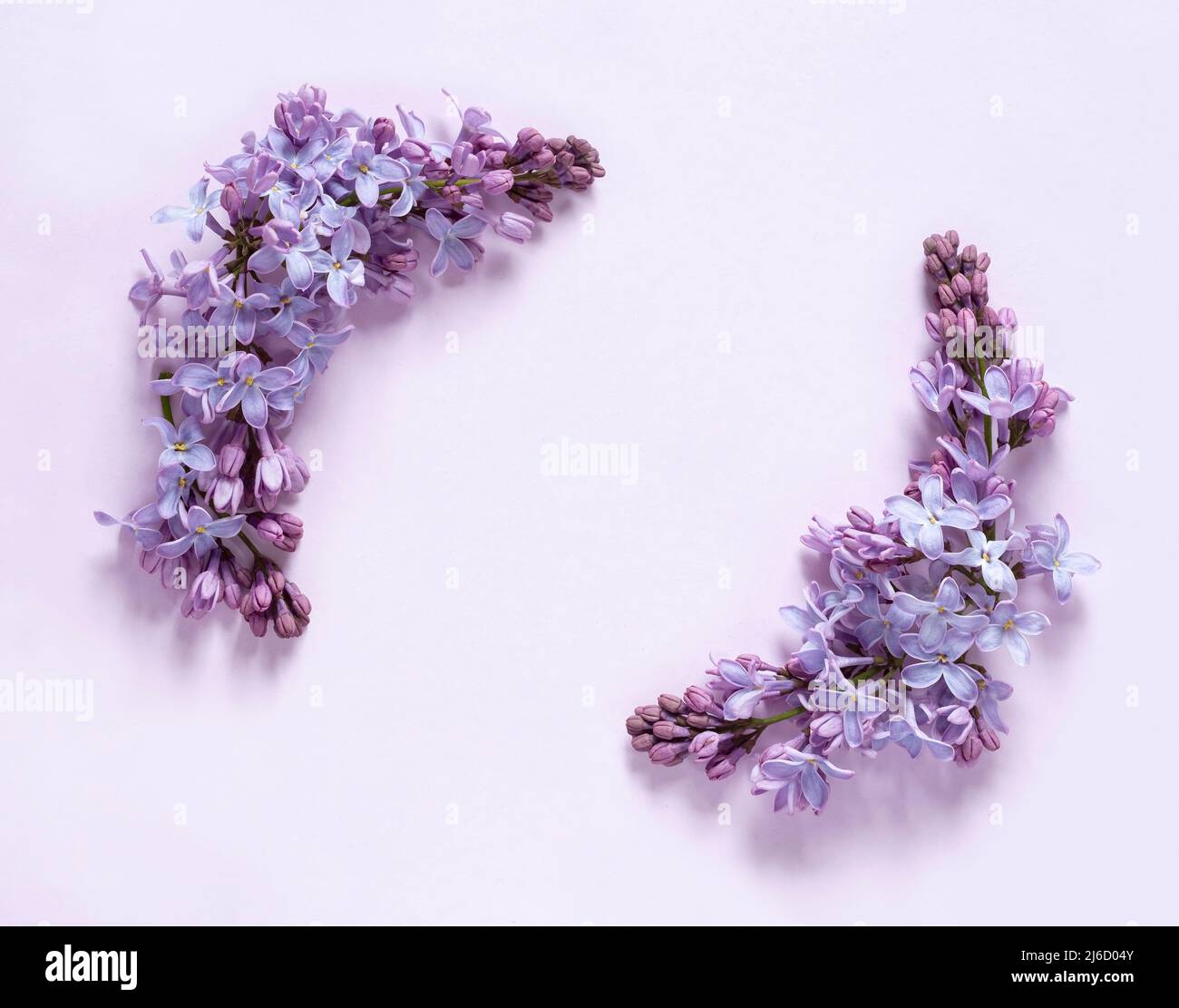 Lila Rahmen Dekoration auf lila Hintergrund Stockfoto