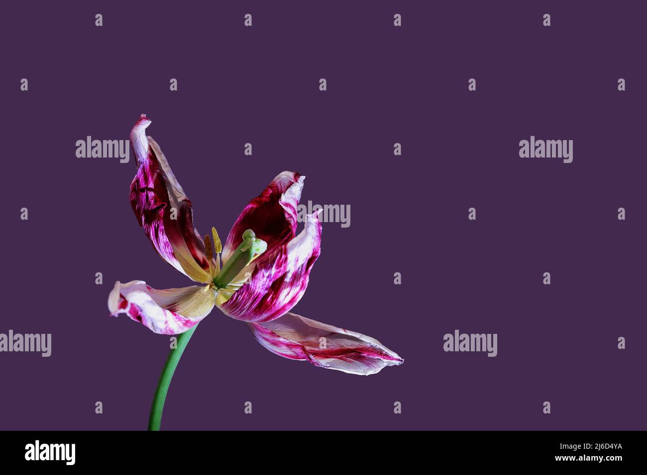 Träge Blume. Bunte, verwelkte Tulpenblume auf einem lila Hintergrund. Verwelkte Blumen. Schönheit ist im Moment. Das Konzept der verblassenden Jugend, fadin Stockfoto