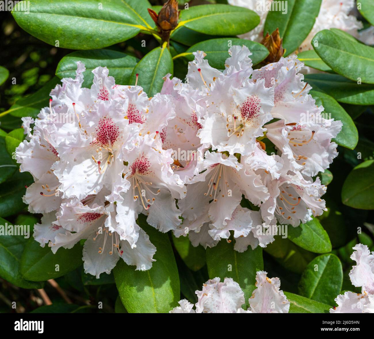 blattluse bekmpfen topfpflanzen Florfliegenlarven-Eier gegen Blattluse, Wollluse