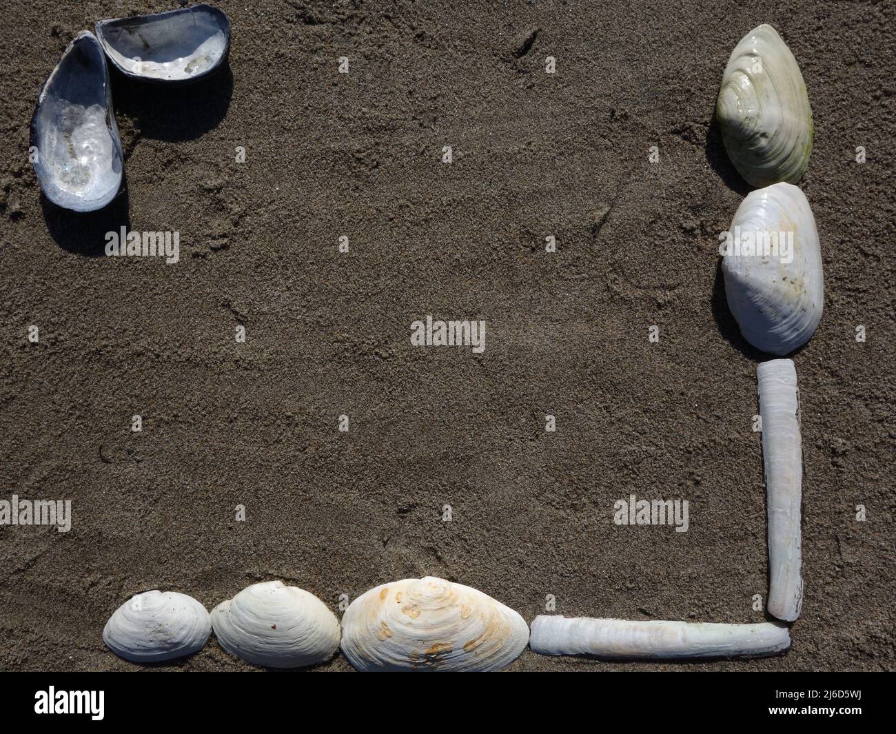 An Land gewaschene Muscheln werden hier zu einem schönen Rahmen am Strand zusammengefügt. Stockfoto