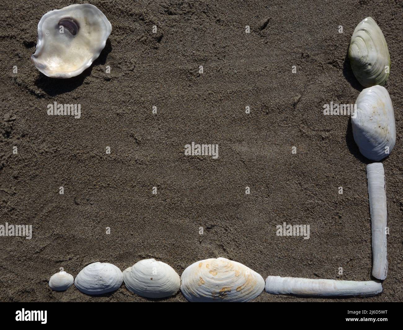 An Land gewaschene Muscheln werden hier zu einem schönen Rahmen am Strand zusammengefügt. Stockfoto
