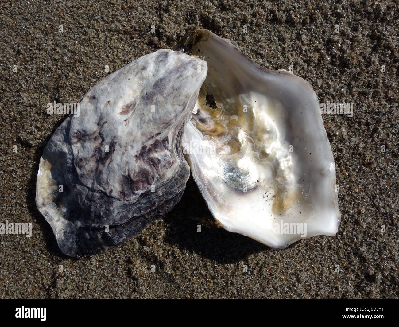 Pazifische Austern am Sandstrand, schöner Hintergrund für Bildschirmschoner, Sammelalbum, Montagen oder Schilder. Stockfoto