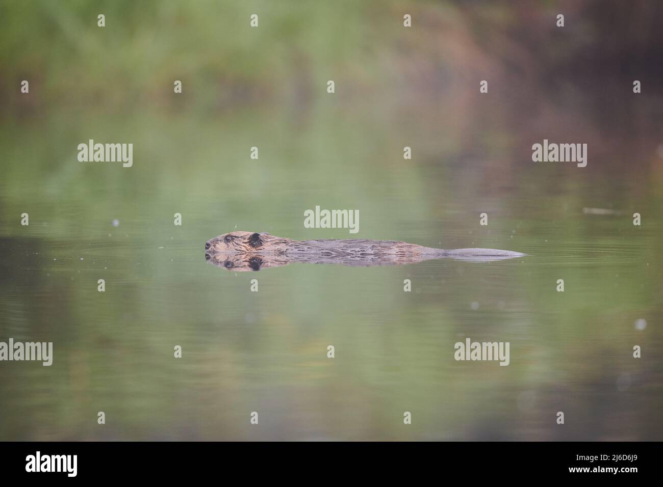 Ein Biber, der im Morgennebel schwimmt Stockfoto