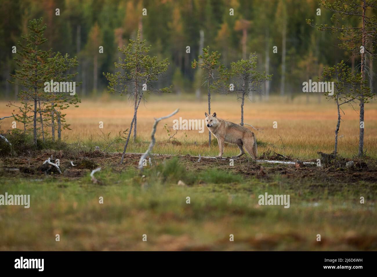 Ein einsamer Wolf in einer Öffnung im Wald Stockfoto