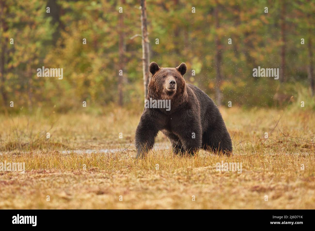Ein Braunbär vor einem Wald blickt zur Kamera Stockfoto
