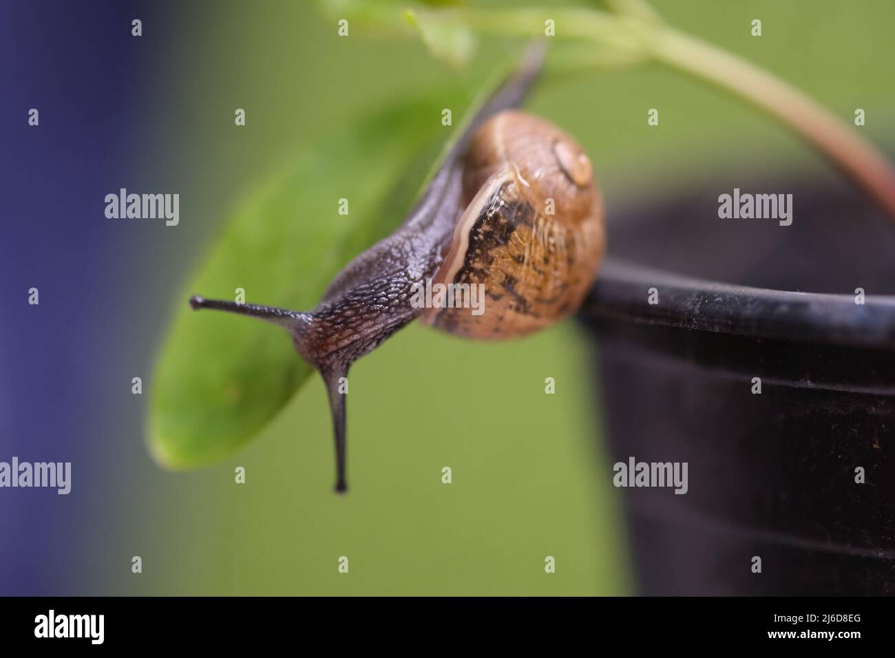 Makro-Nahaufnahme einer Schnecke, die sich auf dem grünen Blatt bewegt. Schlacke gleitet auf den Pflanzenblättern. Große Weichtierschnecken mit brauner gestreifter Schale, die auf grünen Blättern kriechen Stockfoto