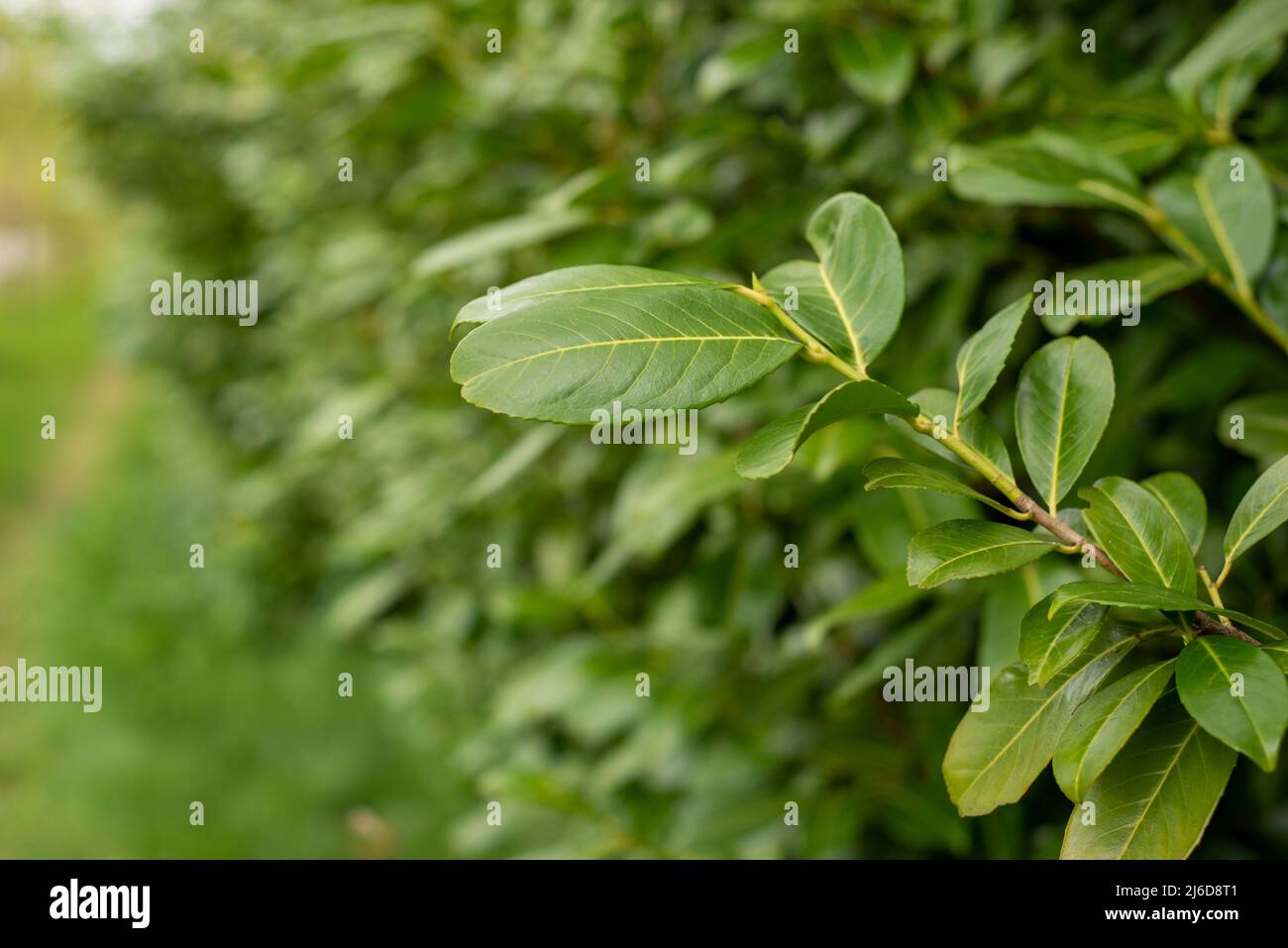 Nahaufnahme von jungen grünen Blättern immergrüner Büsche im Frühjahr Stockfoto
