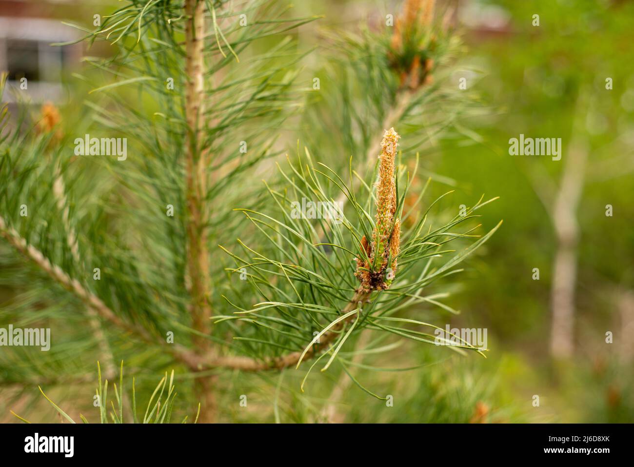 Neue Frühlingstriebe von immergrünen Baum Kiefer mit Knospen auf einem jungen Kiefernzweig, der in immergrünen Nadelwäldern wächst. Stockfoto