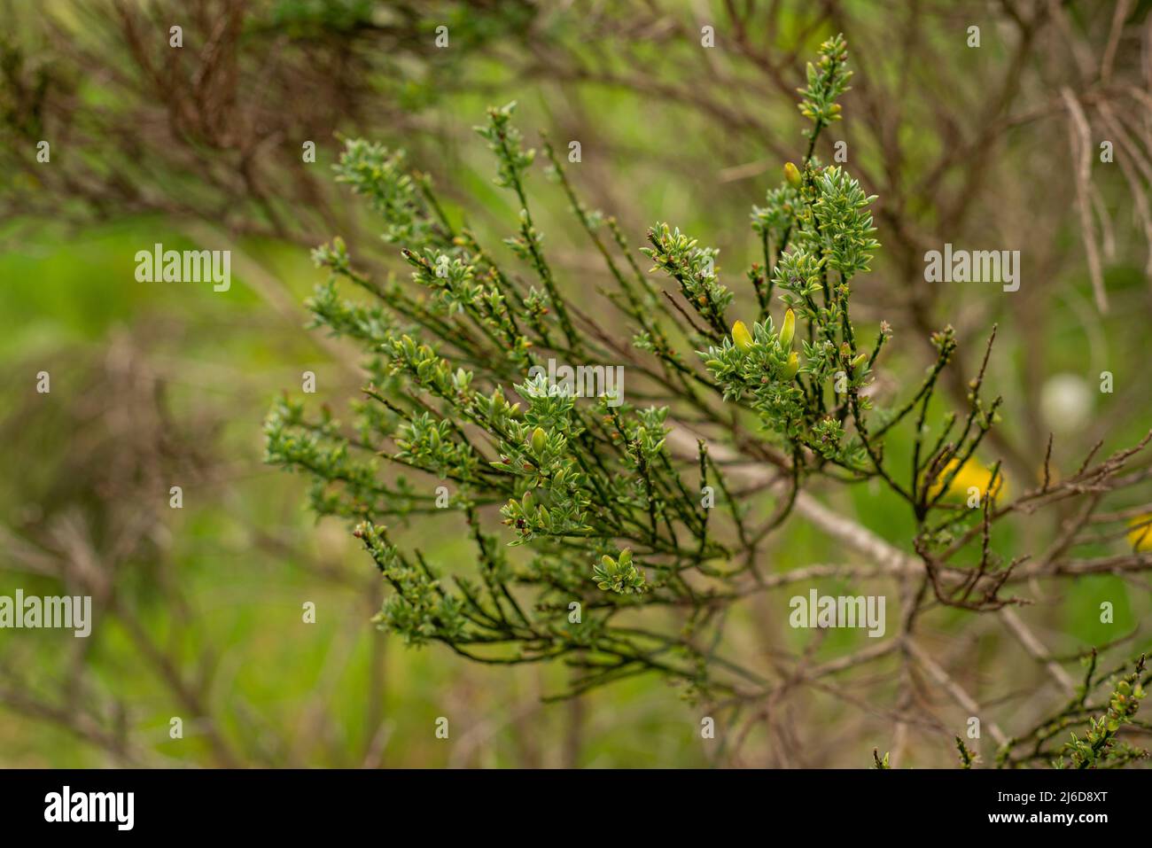 Junge, ungeblasene Triebe von immergrünen Büschen im Frühjahr Stockfoto