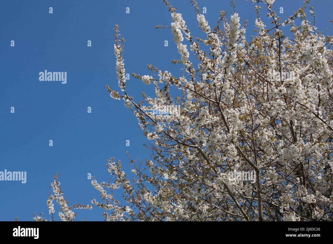 Frühling Kirschblüte, England Stockfoto