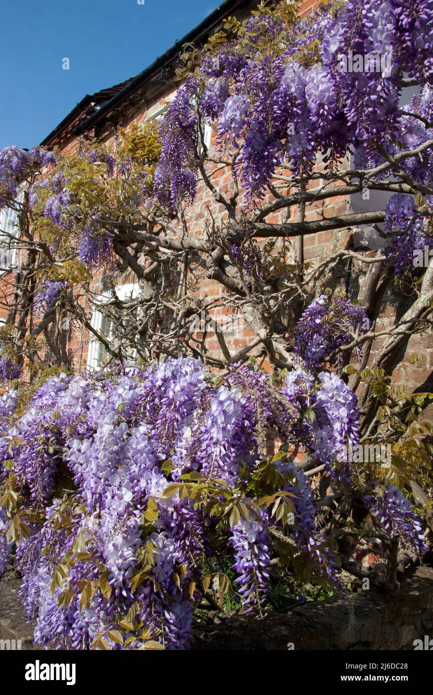 Wisteria (Wisteria sinensis) wächst auf dem Cottage in Hampshire, England Stockfoto