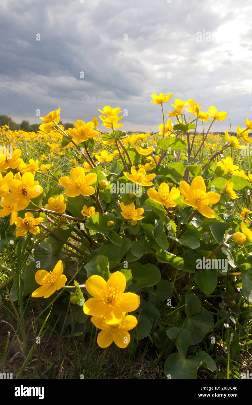 Marsh Ringelblumen (caltha palustris) wachsen in Ibsley bei Ringwood & Fordingbridge, Hampshire, England Stockfoto