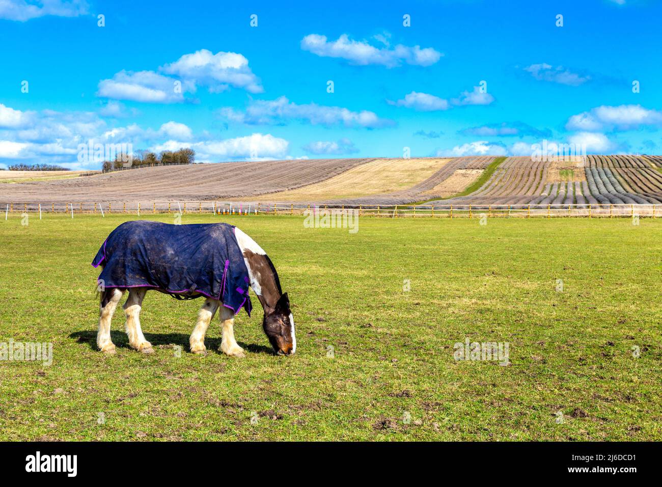 Pferde grasen außerhalb von Hitchin Lavender, Hertfordshire, Großbritannien Stockfoto