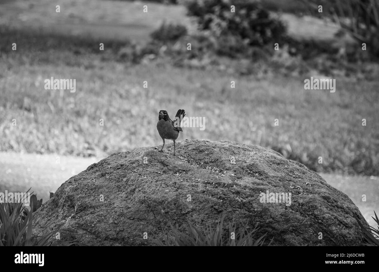 Ein Schwarz-Weiß-Foto eines einigen Robin auf einem Felsen, der im Frühjahr für die Kamera posiert - Stock-Fotografie Stockfoto