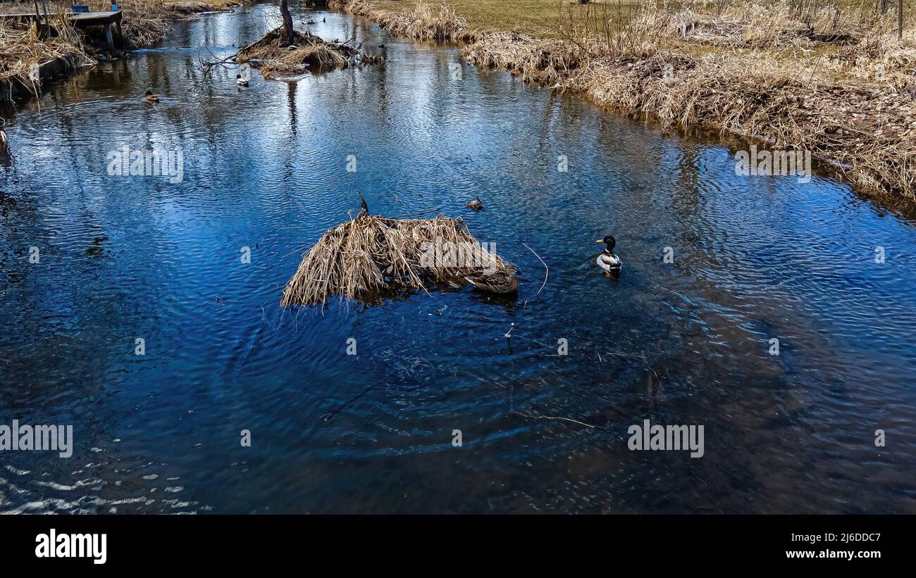 In einem ländlichen wisconsin-Fluss schwimmt eine Gruppe von Enten durch das geschmolzene Wasser des Schnees Stockfoto
