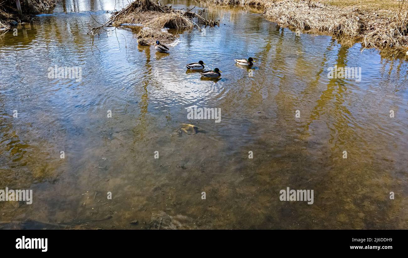 In einem ländlichen wisconsin-Fluss schwimmt eine Gruppe von Enten durch das geschmolzene Wasser des Schnees Stockfoto