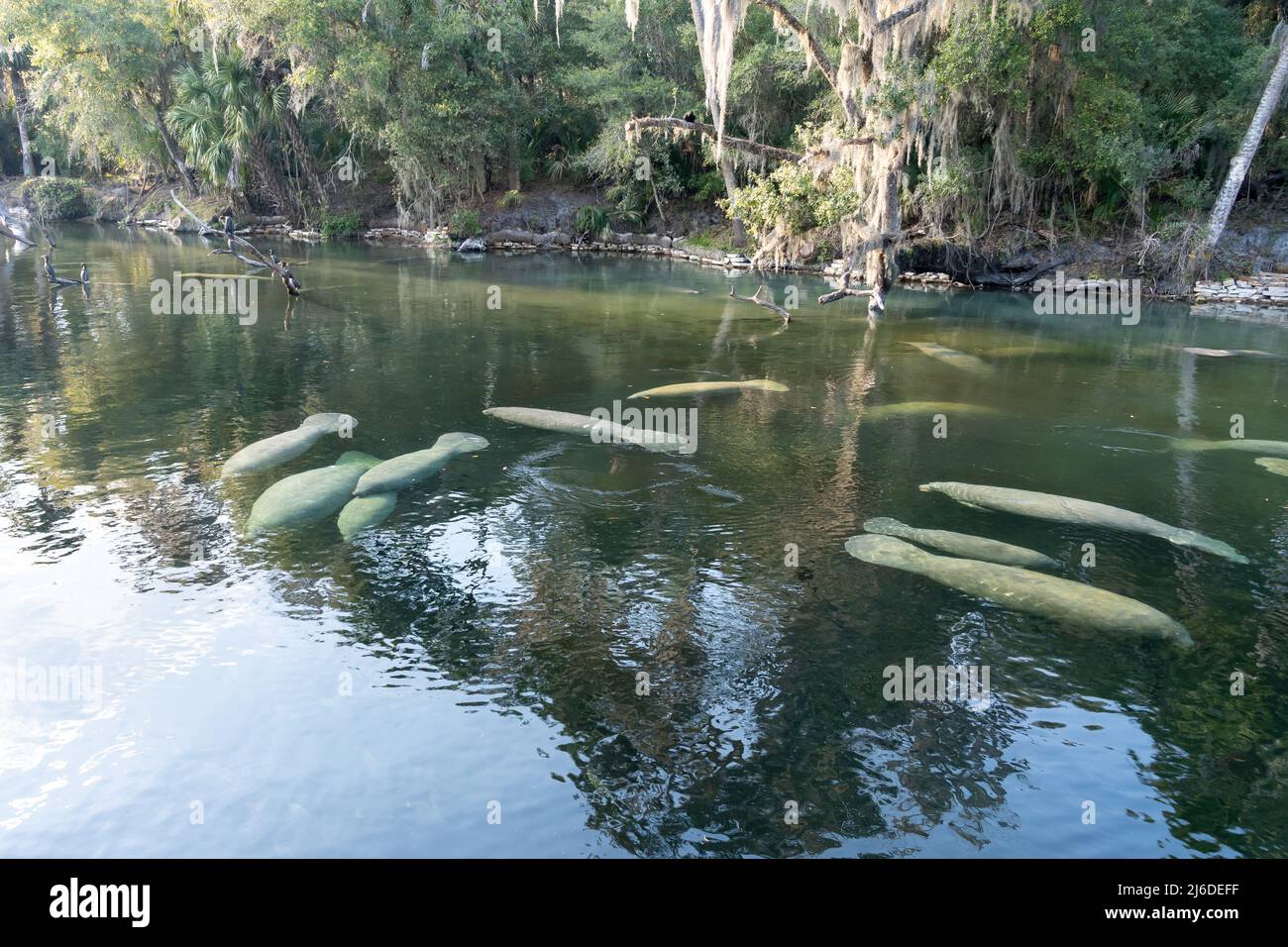 Eine Herde von Florida Manatee (Trichechus manatus latirostris) schwimmt im kristallklaren Quellwasser des Blue Spring State Park in Florida, USA Stockfoto