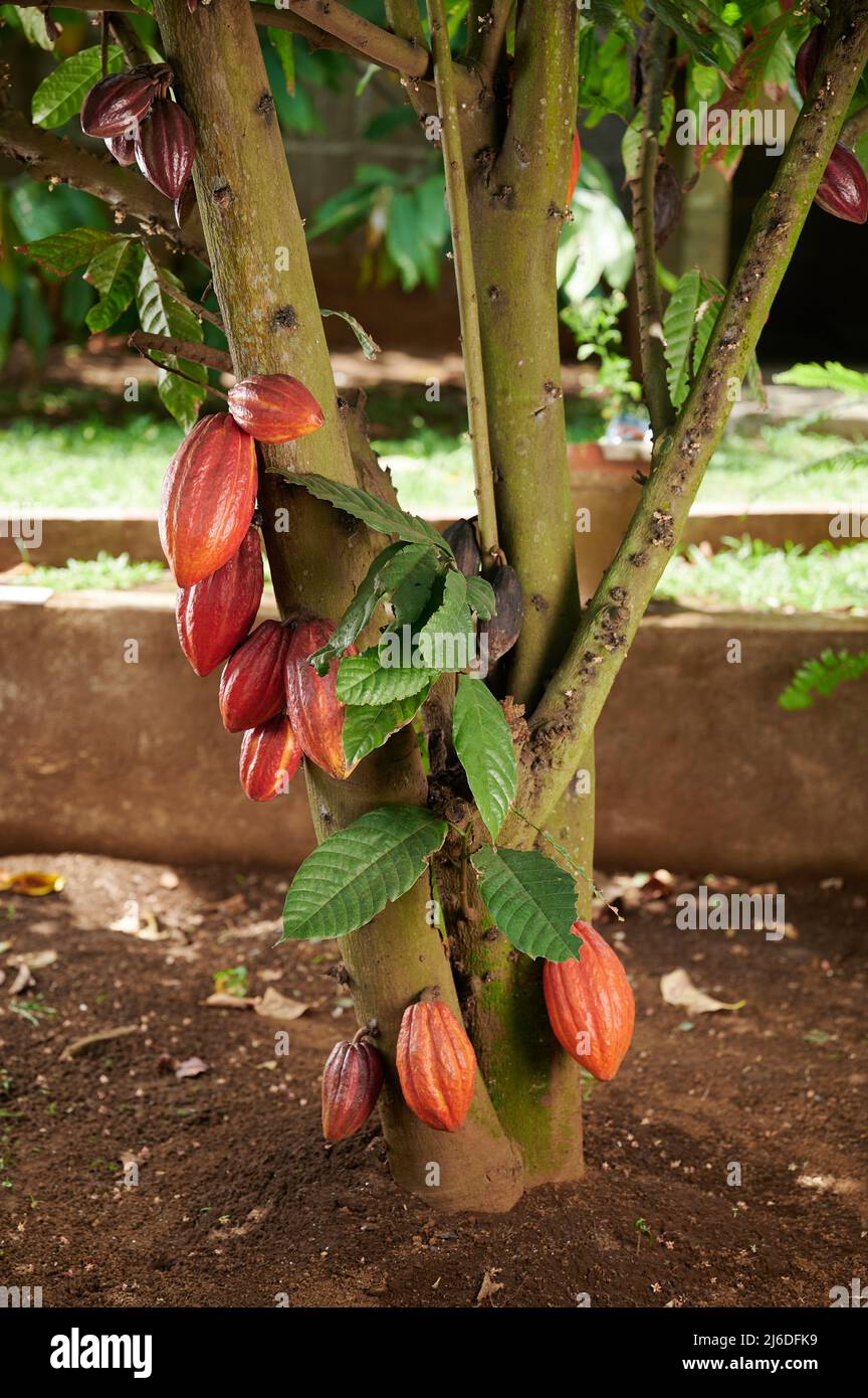 Kakaobaum mit Fruchtkapseln auf dem Bauernhof Hintergrund Stockfoto