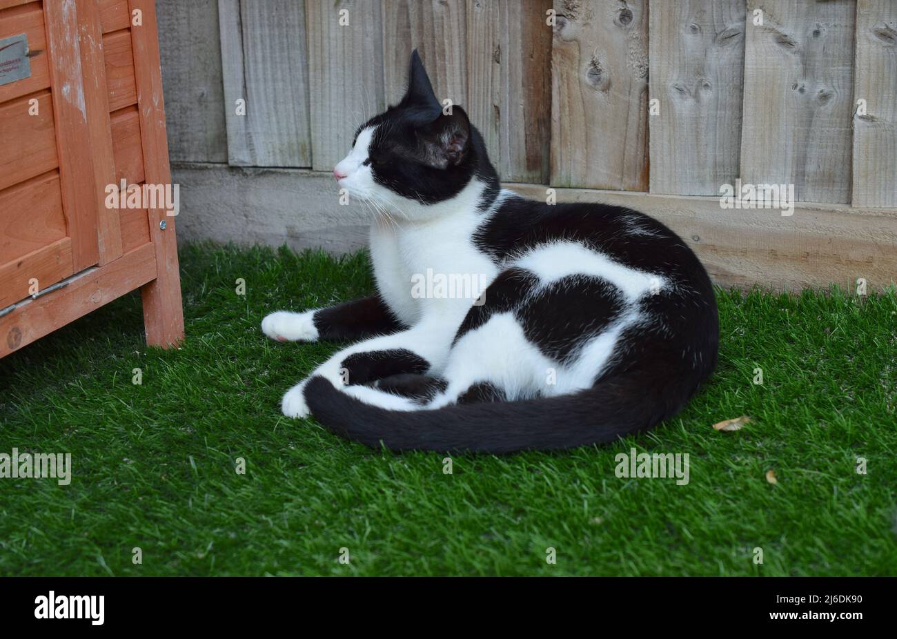 Niedliche schwarz-weiße Katze auf grünem Gras im Garten. Stockfoto