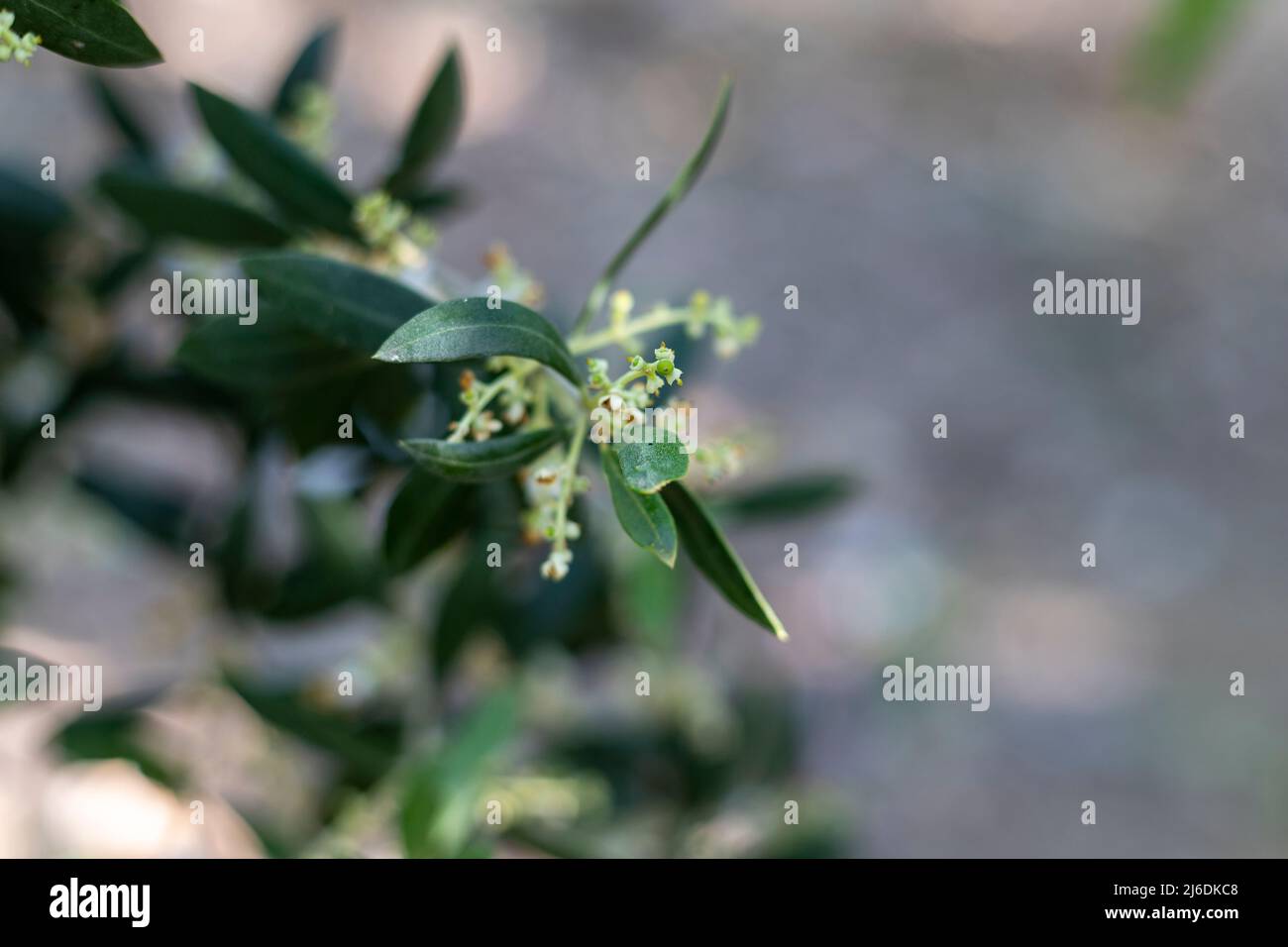 Blühender Zweig eines Olivenbaums mit selektivem Fokus und unscharfem Hintergrund Stockfoto