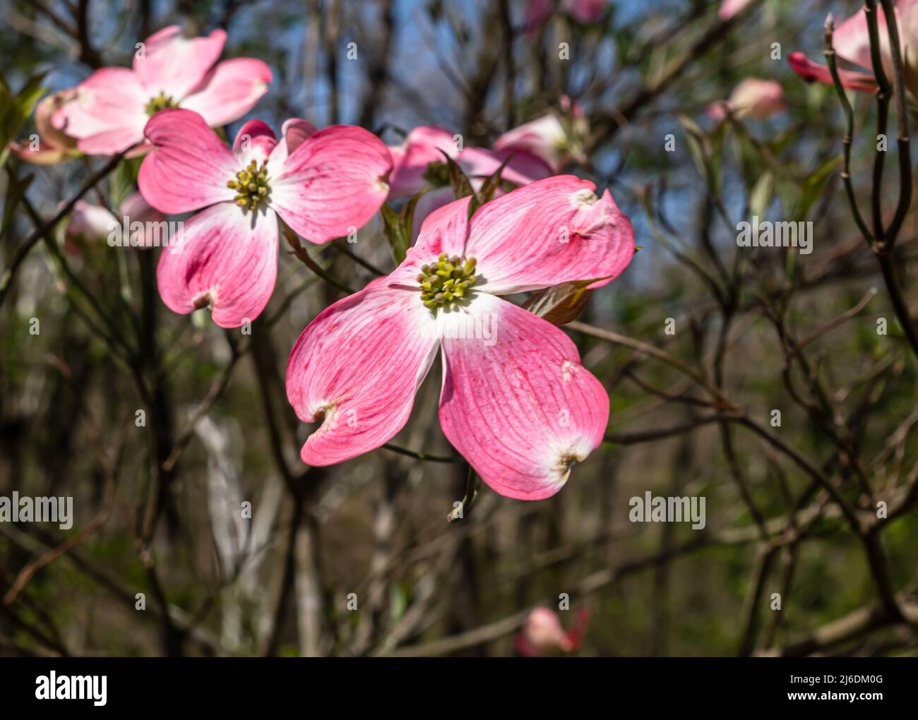 An einem sonnigen Frühlingstag blüht im Frick Park, einem Stadtpark in Pittsburgh, Pennsylvania, USA, rosa Dogwood Stockfoto