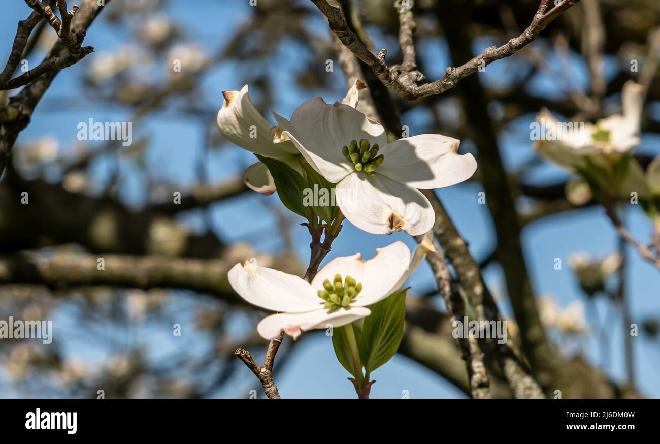 An einem sonnigen Frühlingstag blüht im Frick Park, einem Stadtpark in Pittsburgh, Pennsylvania, USA, weißer Dogwood Stockfoto