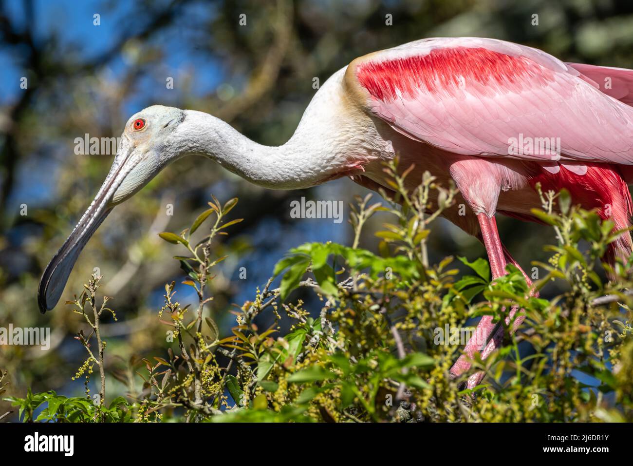 Wilder Rosenkohl (Platalea ajaja), der auf einem Baumglied in der Watvögel-Wildkolonie auf der St. Augustine Alligator Farm in Florida thront. (USA) Stockfoto