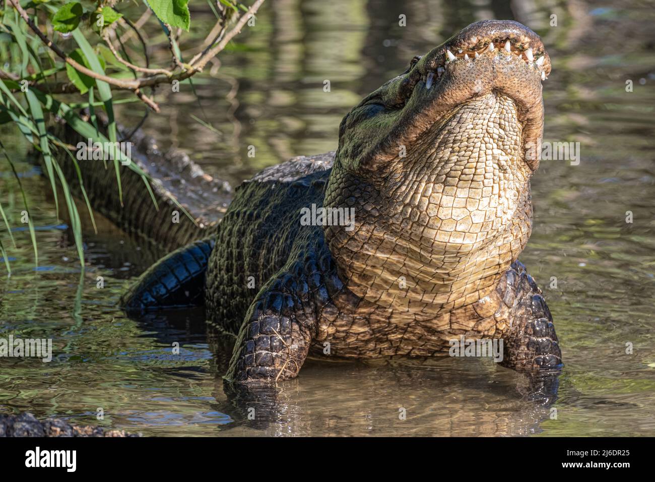 Amerikanischer Alligator (Alligator mississippiensis), der seinen Kopf beim Bellen im Zoologischen Park der St. Augustine Alligator Farm in St. Augustine, FL, hebt. Stockfoto