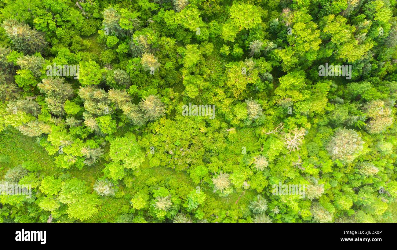 Luftaufnahme von oben direkt über üppigen Waldbäumen. Blick auf die Baumkronen. Lebensraum für Wildtiere und gefährdete Tierarten. Dichter Wald in Stockfoto