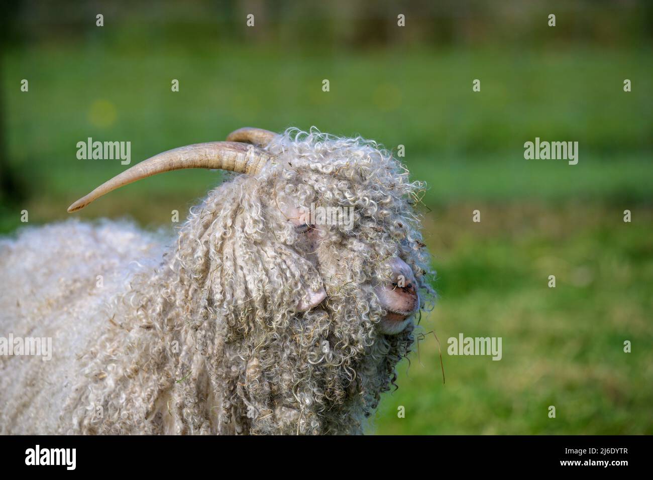 Angora Ziege mit Hörnern Porträt Stockfoto