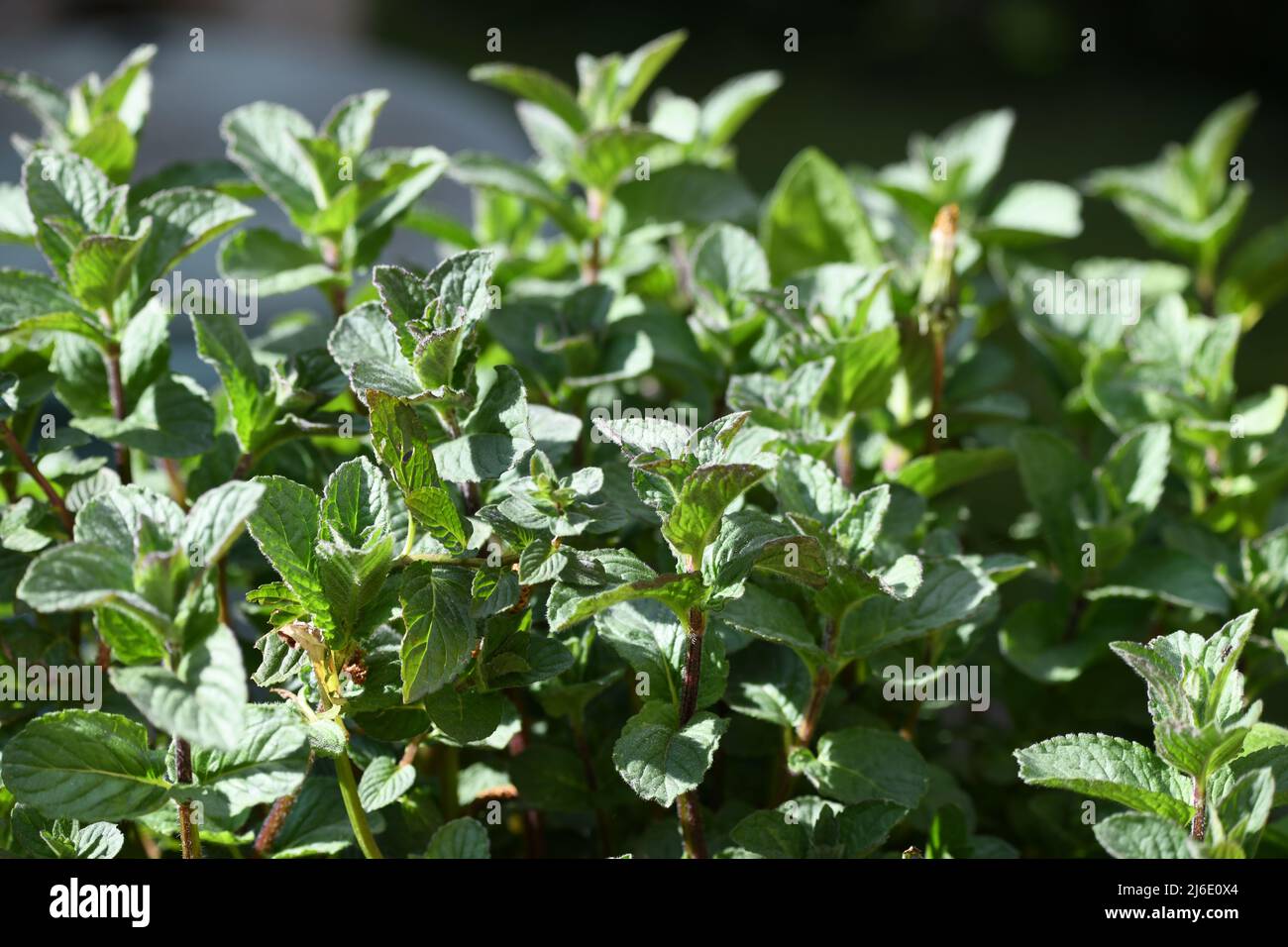 Pfefferminze - mentha - Heil- und Gewürzpflanze Stockfoto