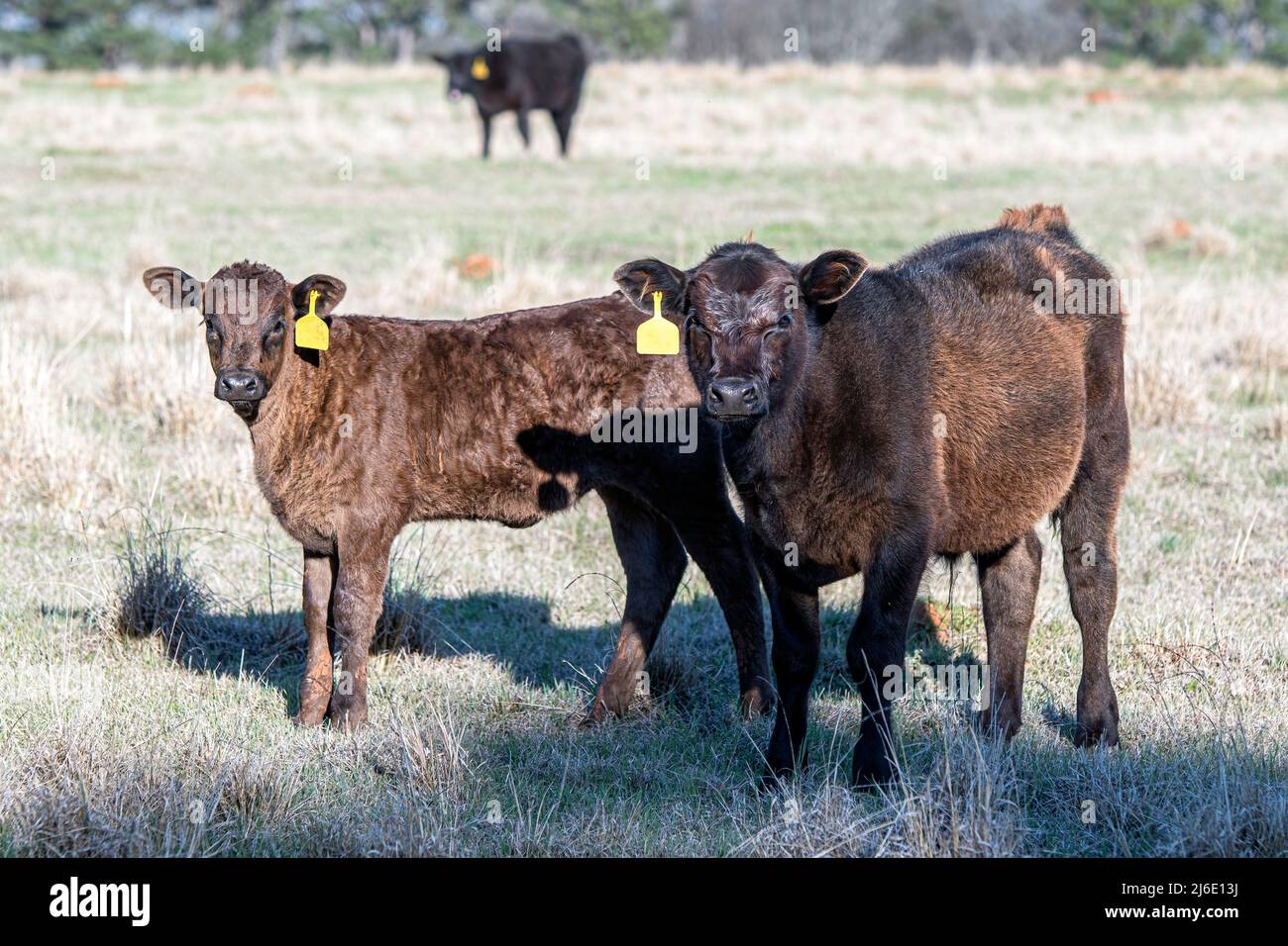 Zwei junge Angus kreuzten Kälber auf einer Winterweide im Zentrum von Alabama. Stockfoto