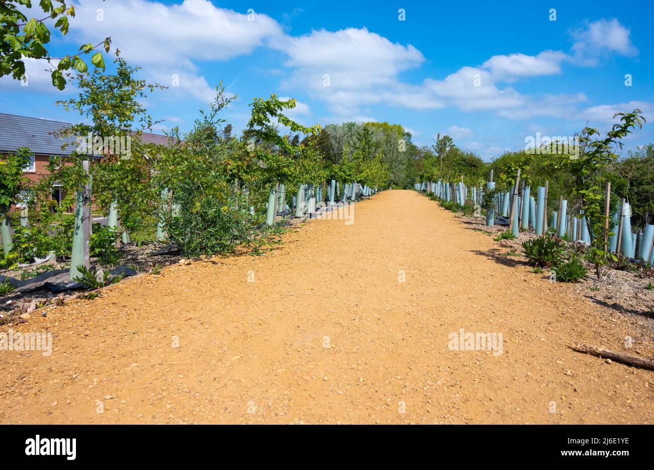 Brandneuer Fußweg durch eine neue Wohnsiedlung mit neu gepflanzten Baumknödeln auf beiden Seiten im Frühjahr in Angmening, West Sussex, England, Großbritannien. Stockfoto