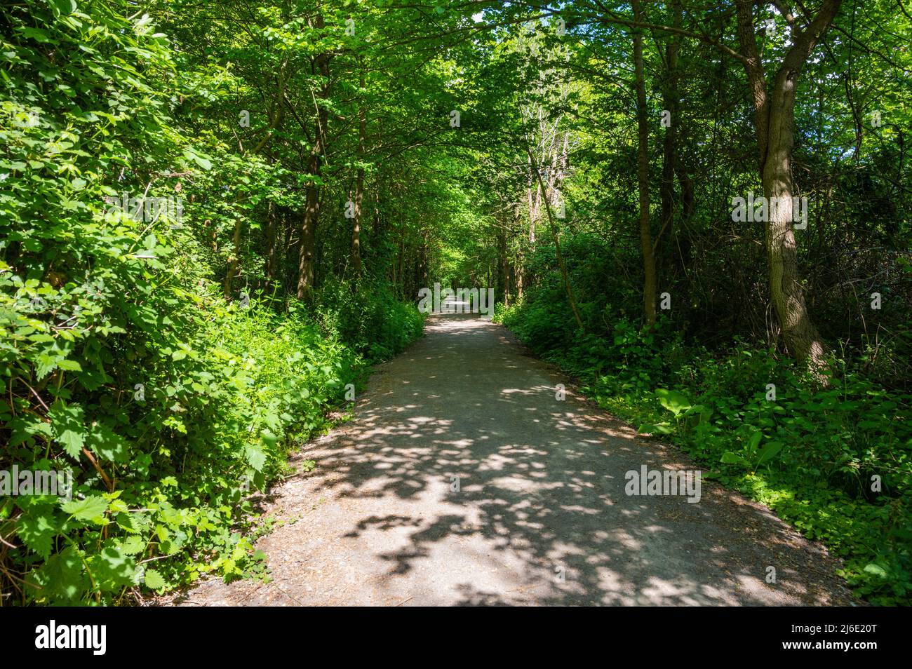 Langer, gerader öffentlicher Fußweg durch Bäume im Frühjahr, der entlang der Anggering-Umgehungsstraße A280 in West Sussex, England, Großbritannien, verläuft. Stockfoto