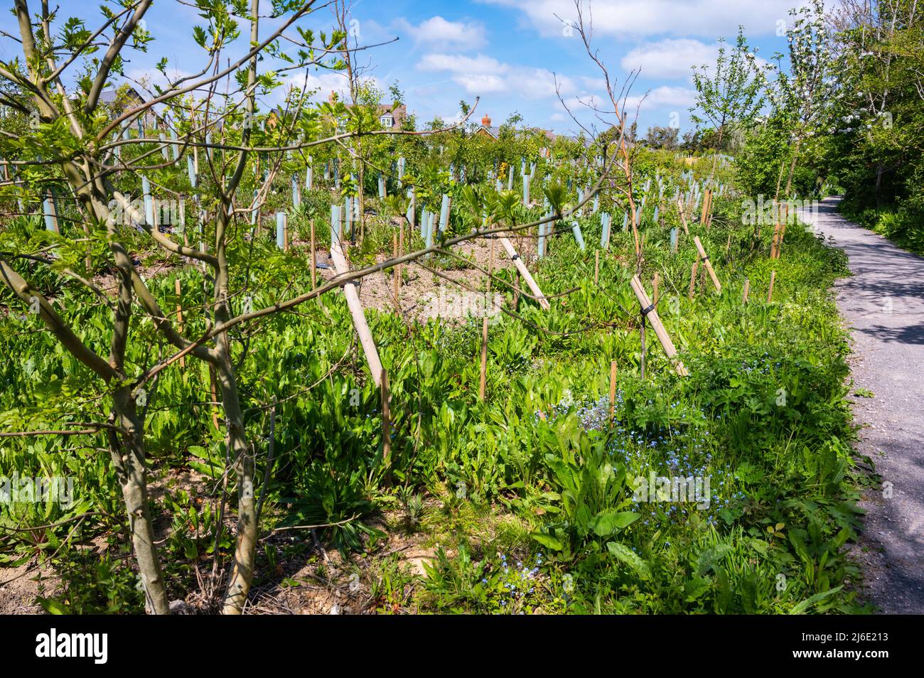 Neu gepflanzte Baumknödel mit Baumwächtern zum Schutz der neuen Bäume während des Wachstums, im Frühjahr in Großbritannien. Stockfoto