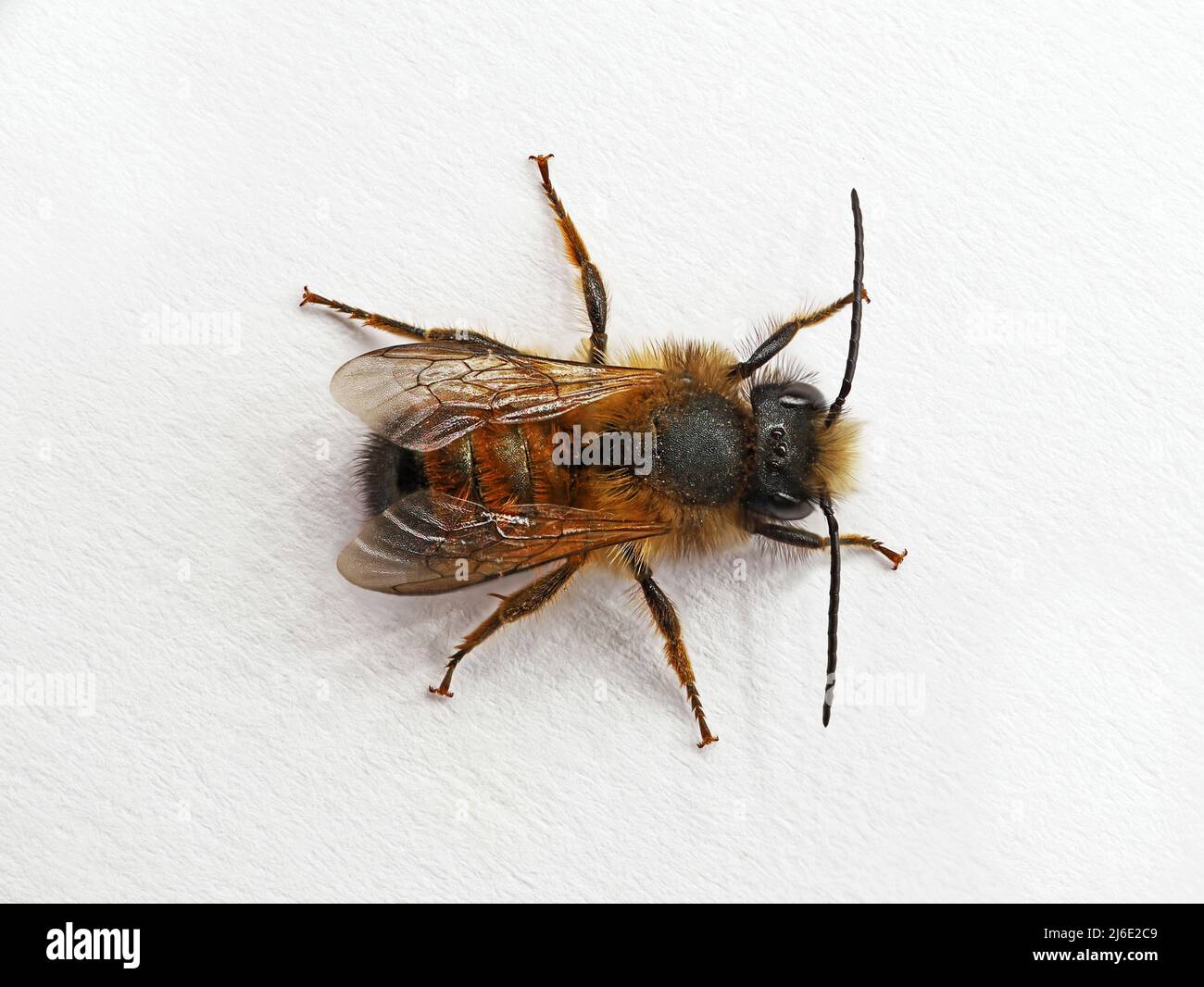 Draufsicht auf männliche Wildbiene, Osmia bicornis oder rote Maurerbiene isoliert auf weißem Hintergrund Stockfoto