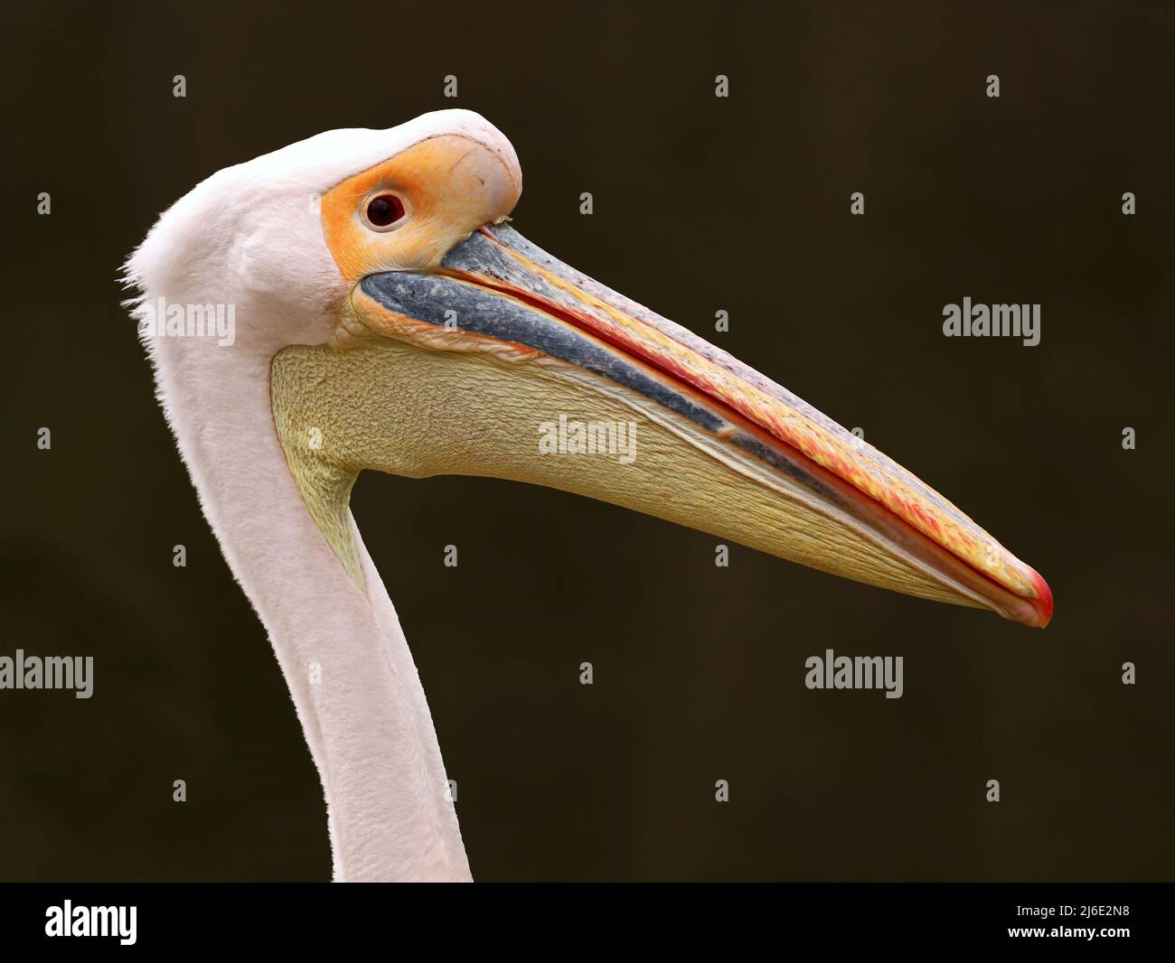 Hellrosa Pelikankopf, Pelecanus onocrolatus, Seitenportrait eines großen Wasservogels auf dunklem Hintergrund Stockfoto