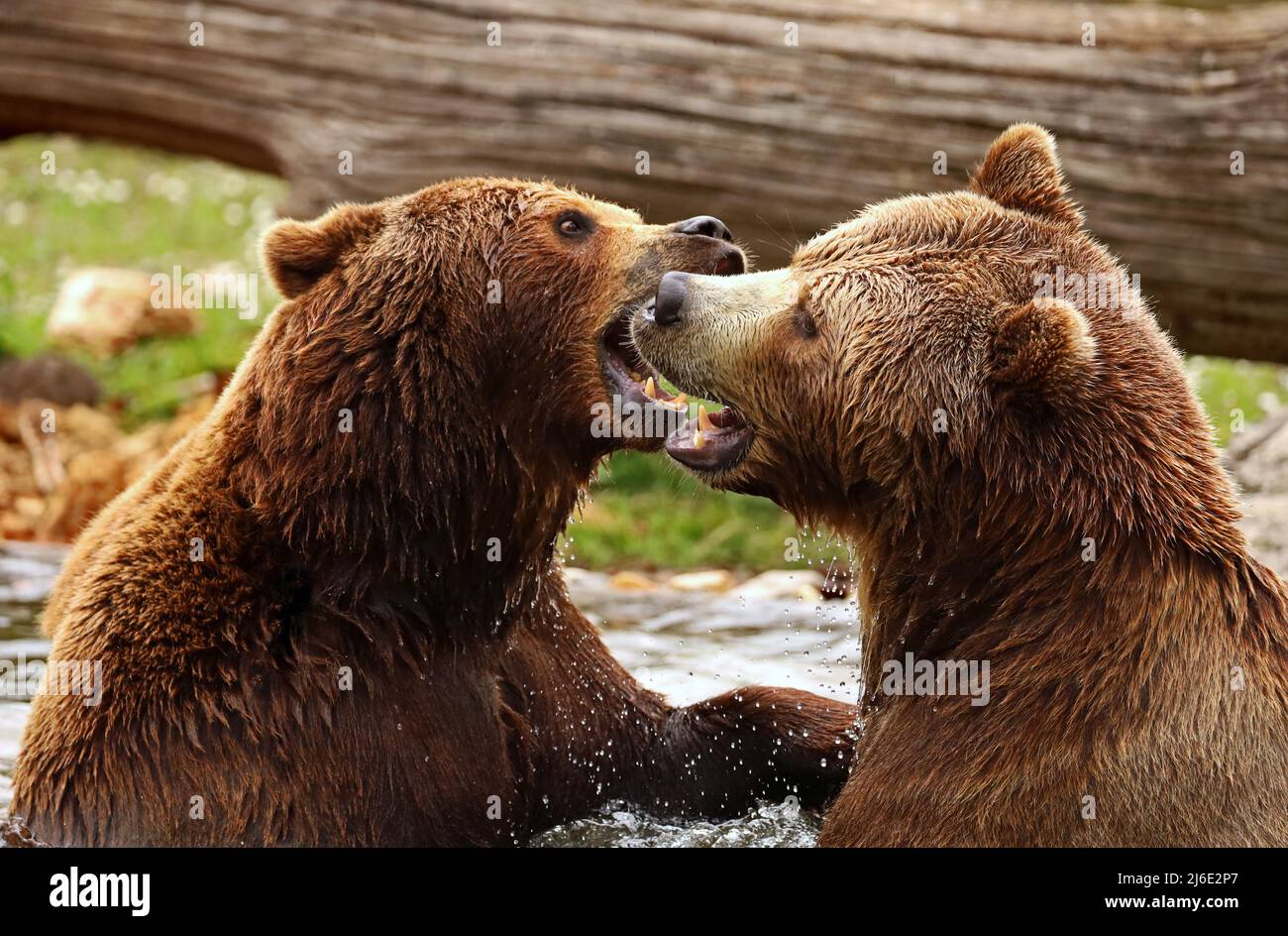 Zwei europäische Braunbären kämpfen im Wasser, Nahaufnahme Stockfoto