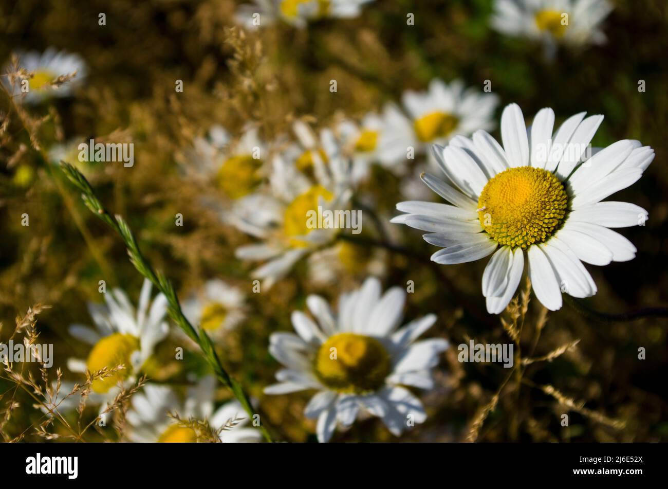 Ein Feld britischer Wildblumen neben dem Wiltstone Reservoir, Hertfordshire, Großbritannien Stockfoto