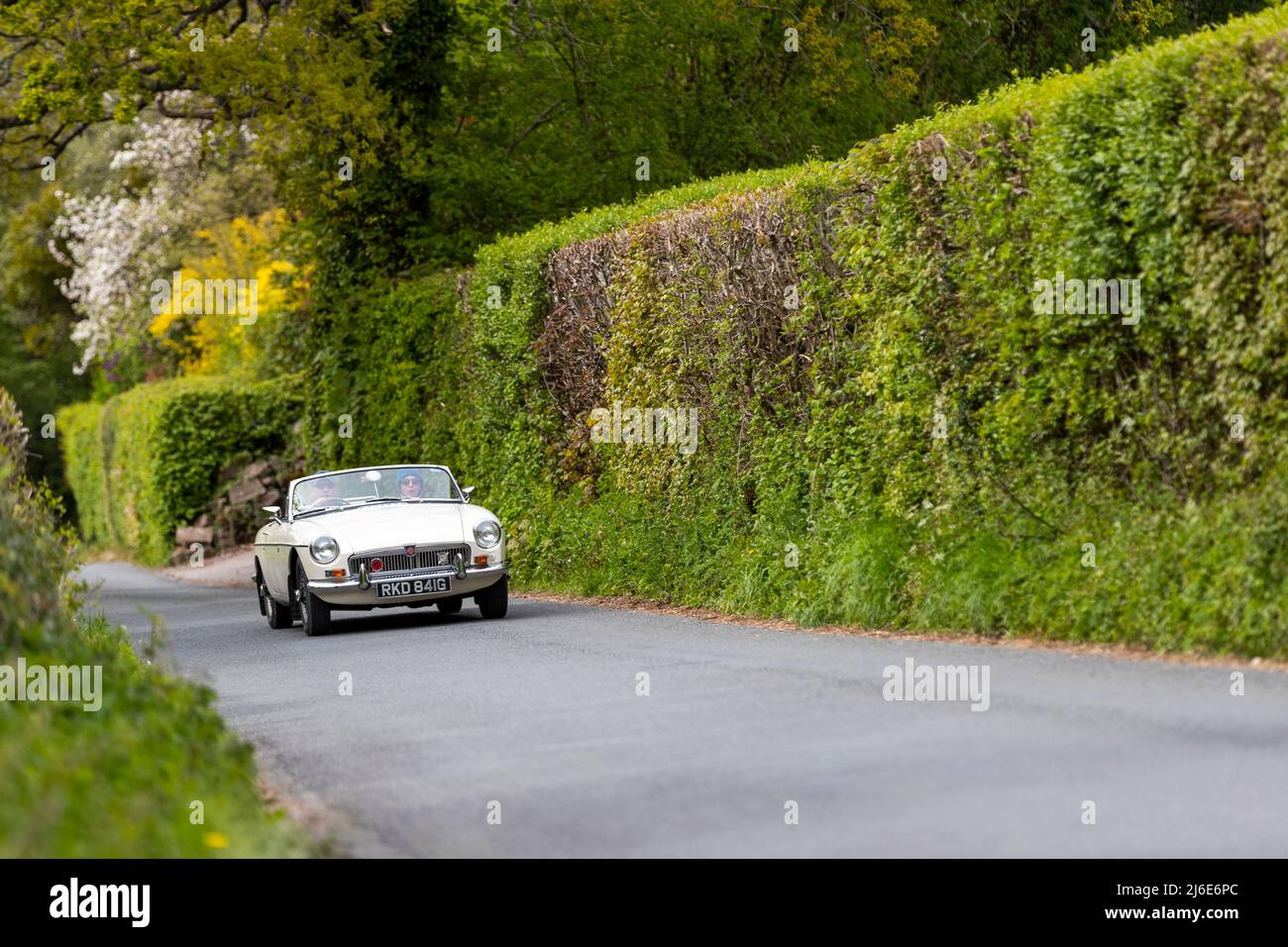 Verschiedene Marken, die an der Rotary Club-Wohltätigkeitsorganisation „Wye Run“ des Oldtimer-Frühlings teilnehmen, fahren durch Wales und das Wye Valley. Stockfoto