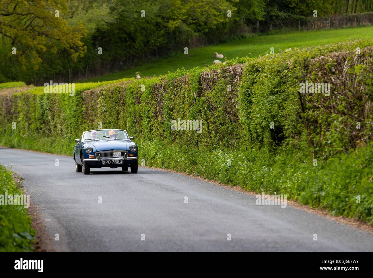 Verschiedene Marken, die an der Rotary Club-Wohltätigkeitsorganisation „Wye Run“ des Oldtimer-Frühlings teilnehmen, fahren durch Wales und das Wye Valley. Stockfoto