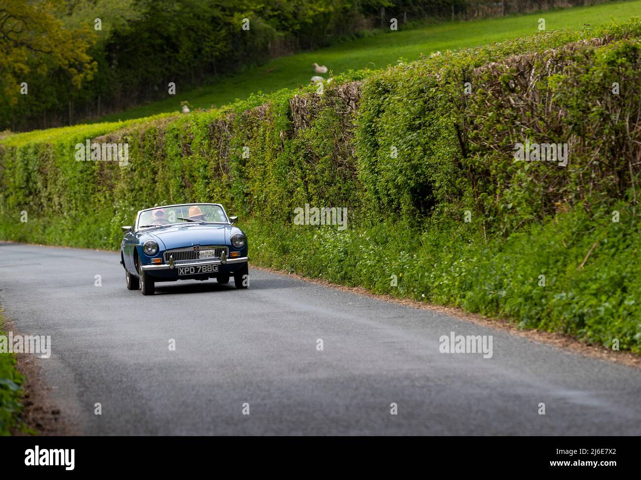 Verschiedene Marken, die an der Rotary Club-Wohltätigkeitsorganisation „Wye Run“ des Oldtimer-Frühlings teilnehmen, fahren durch Wales und das Wye Valley. Stockfoto